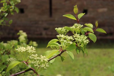 Viburnum prunifolium - kalina višňolistá - květní pupeny